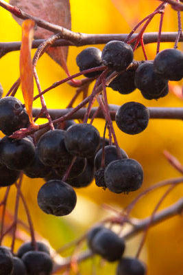 Bunch of black berries on a black chokeberry branch with a blurred yellow background from fall leaves ©Bailey Nurseries 