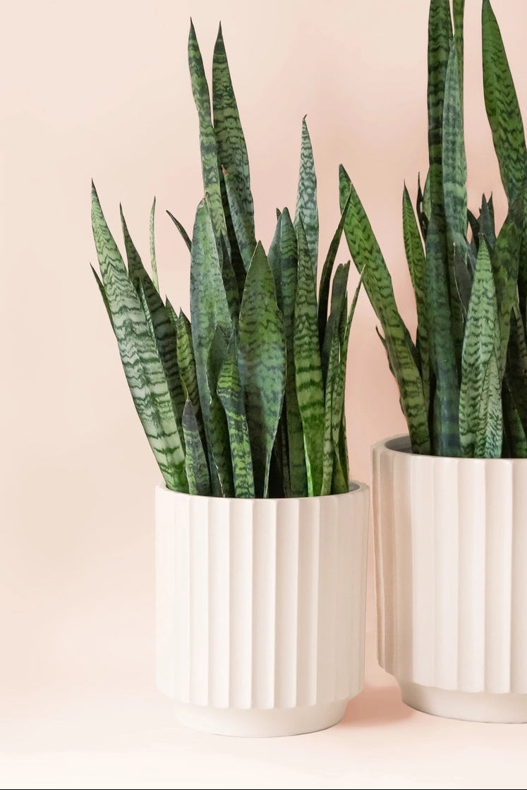 Snake plant in a Monroe white pot on a light pink background ©Jungle Club