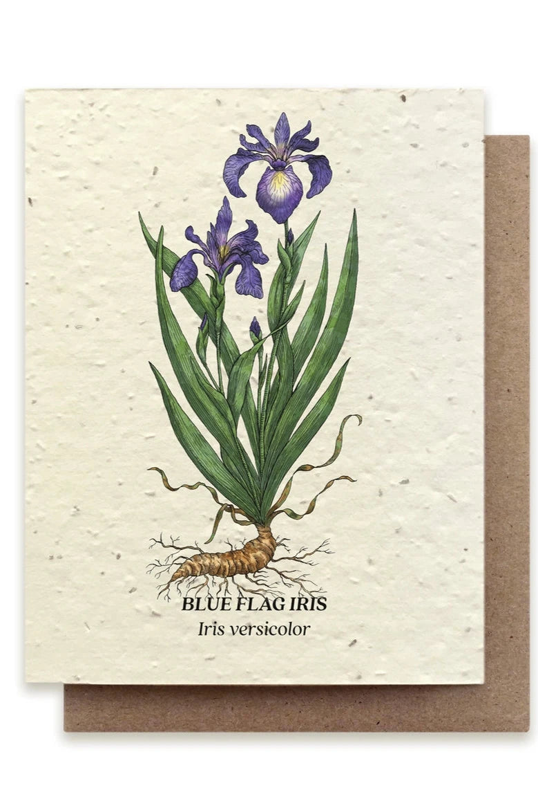 Blue Flag Iris card showing the iris on the front. 