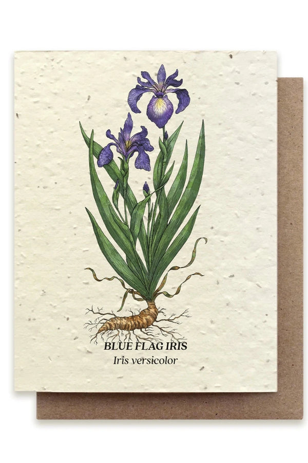 Blue Flag Iris card showing the iris on the front. 