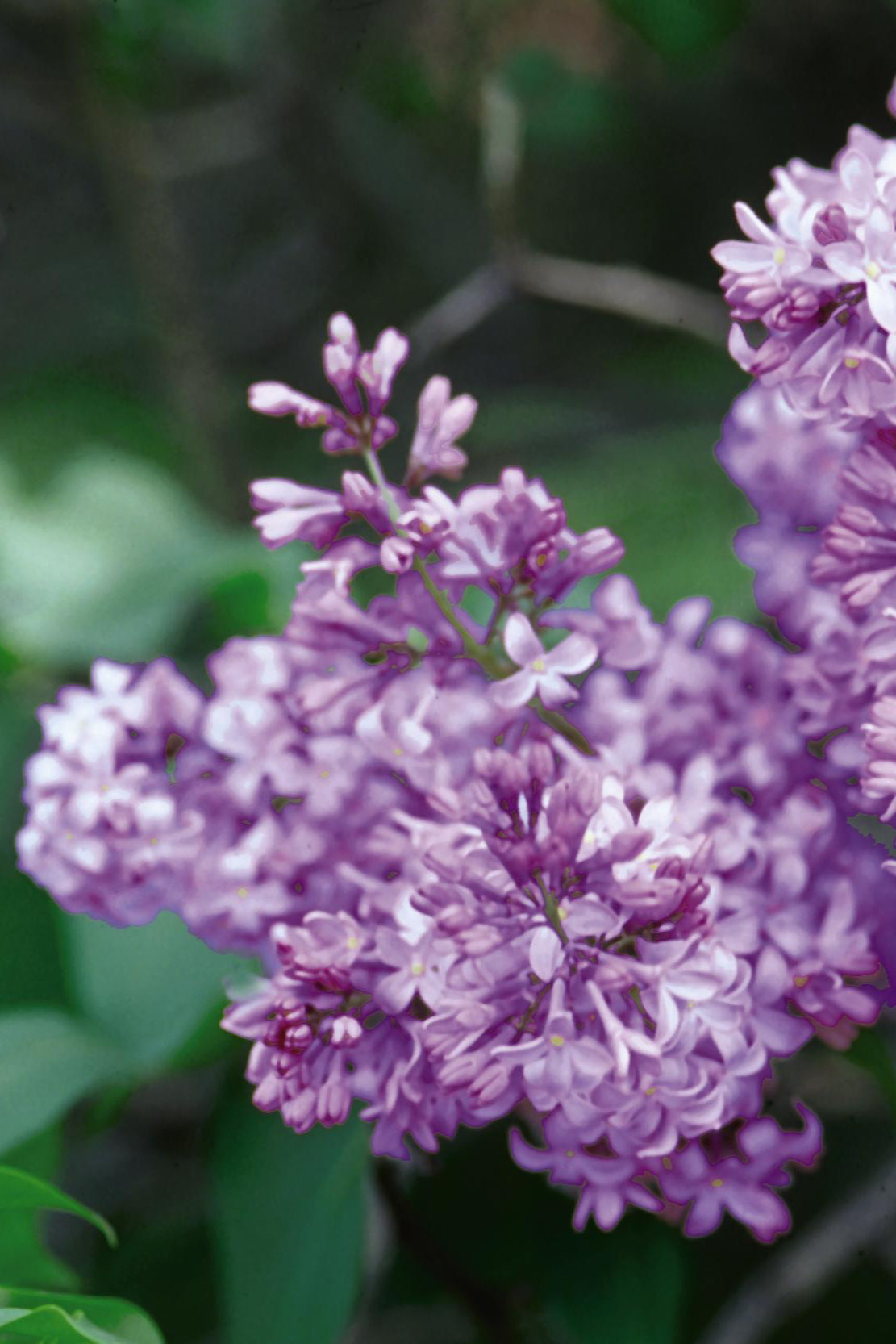 The common purple lilac flower in bloom ©Bailey Nurseries