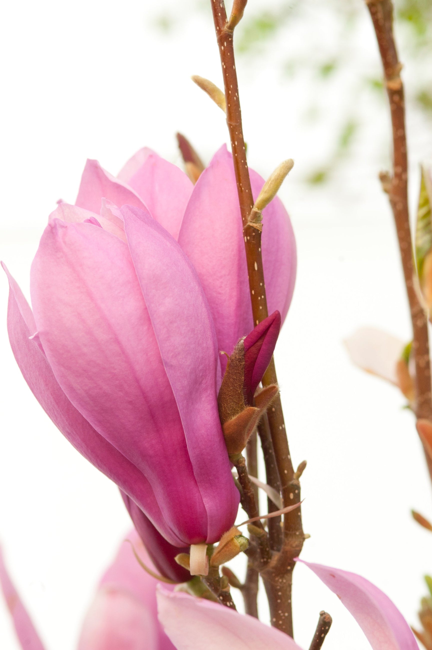 Close-up of a pink flower bud on a branch  of the Magnolia 'Ann'with a blurred background ©Bailey Nurseries