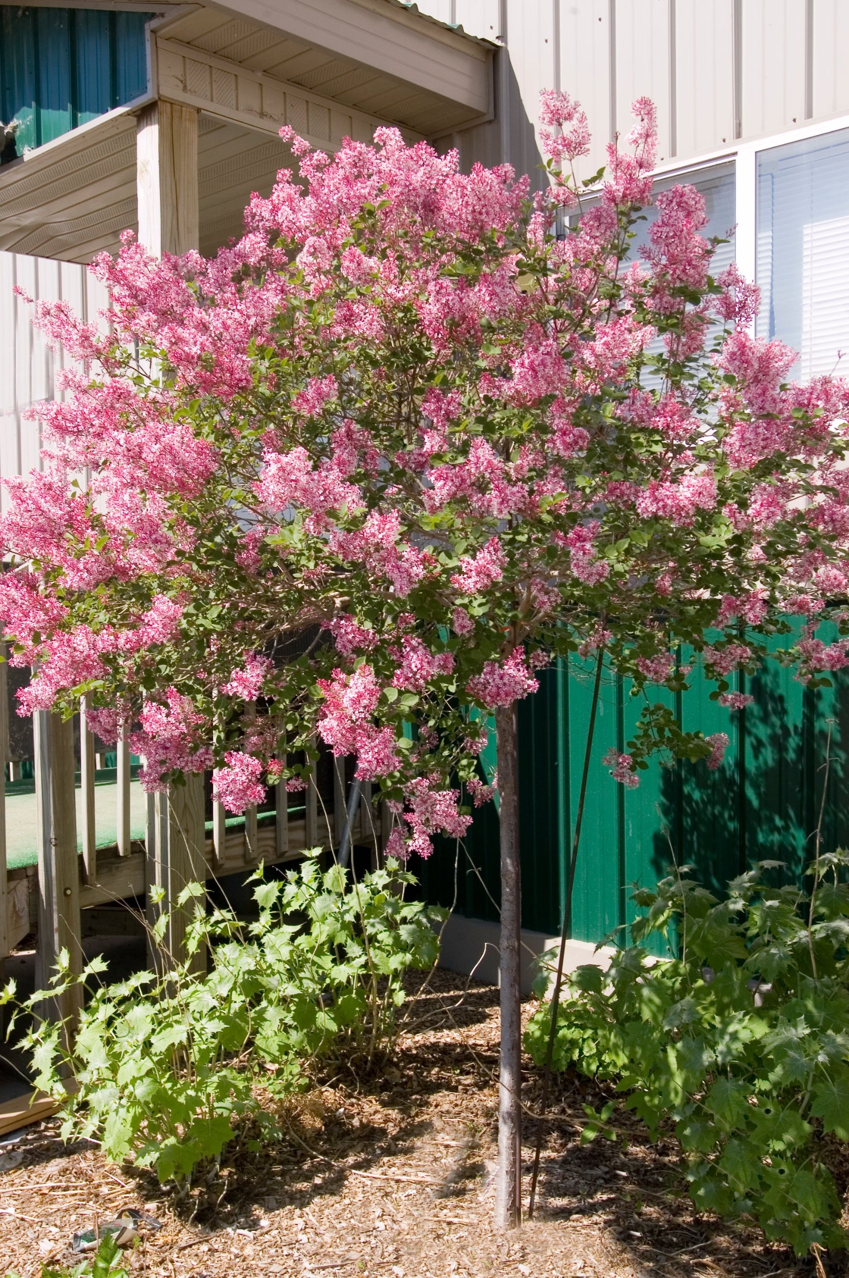 Syringa m. 'Tinkerbelle'  #10 Standard tree in a garden landscape in bloom ©Bailey Nurseries