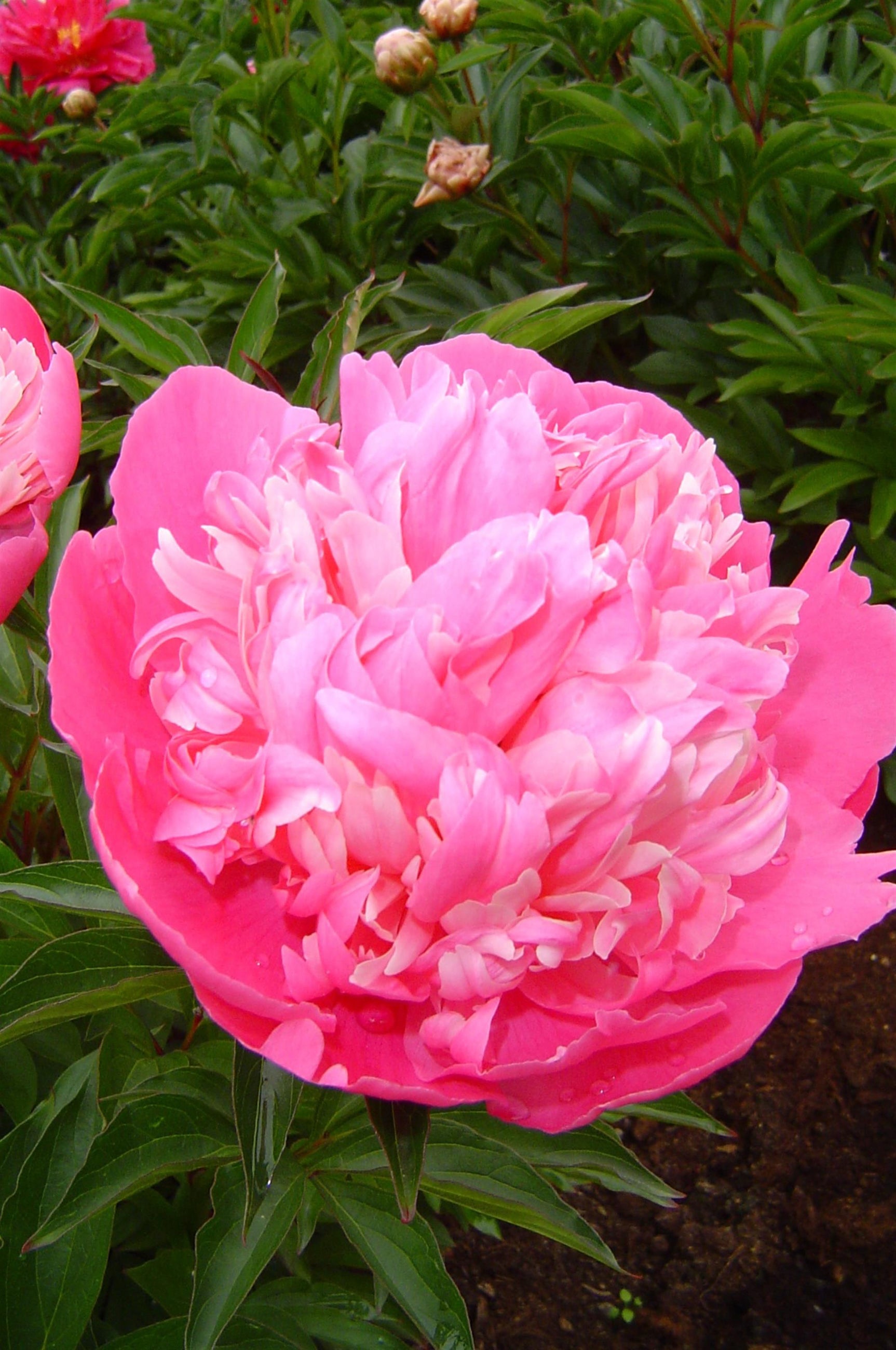 Paeonia 'Edulis Superba' bright pink flowers up close ©Ball Seed