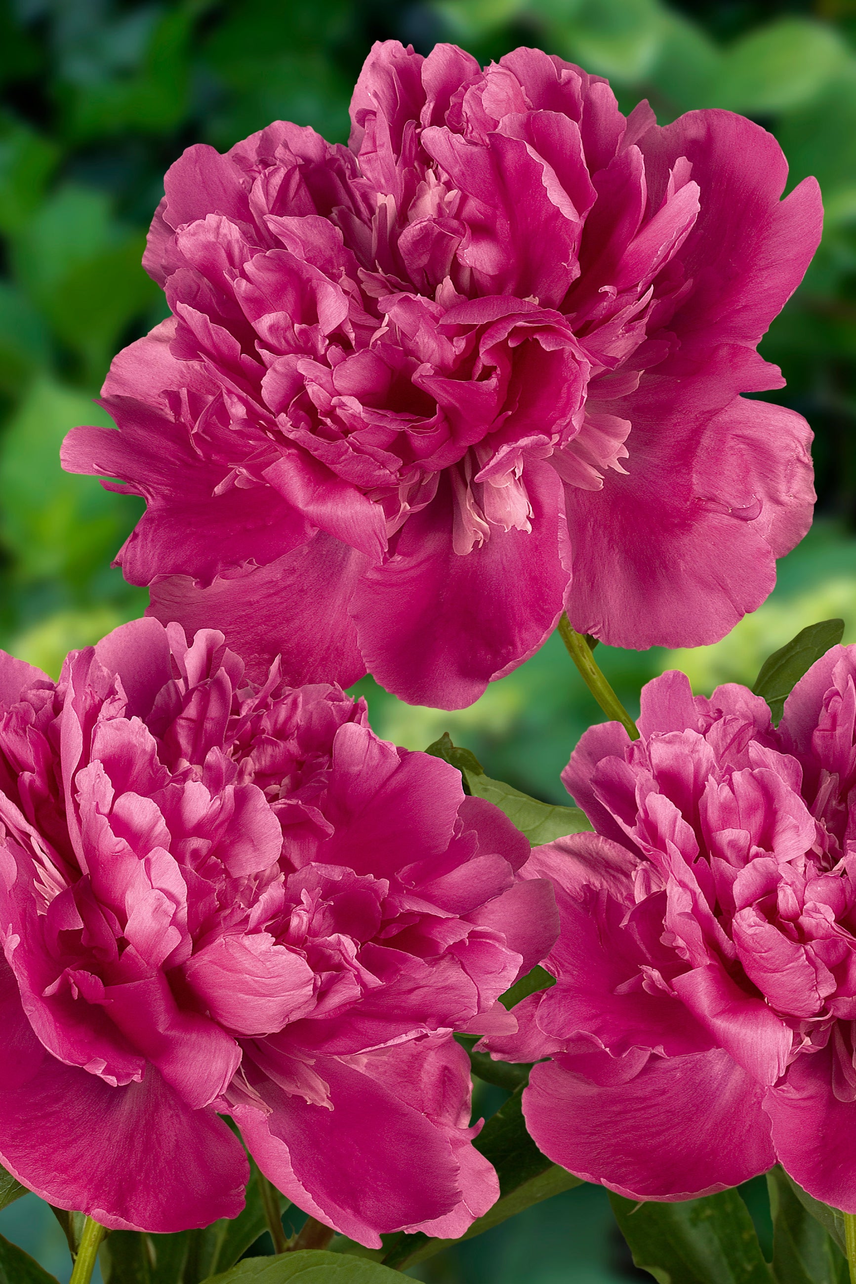 Paeonia 'Edulis Superba' bright pink flowers up close ©Ball Seed