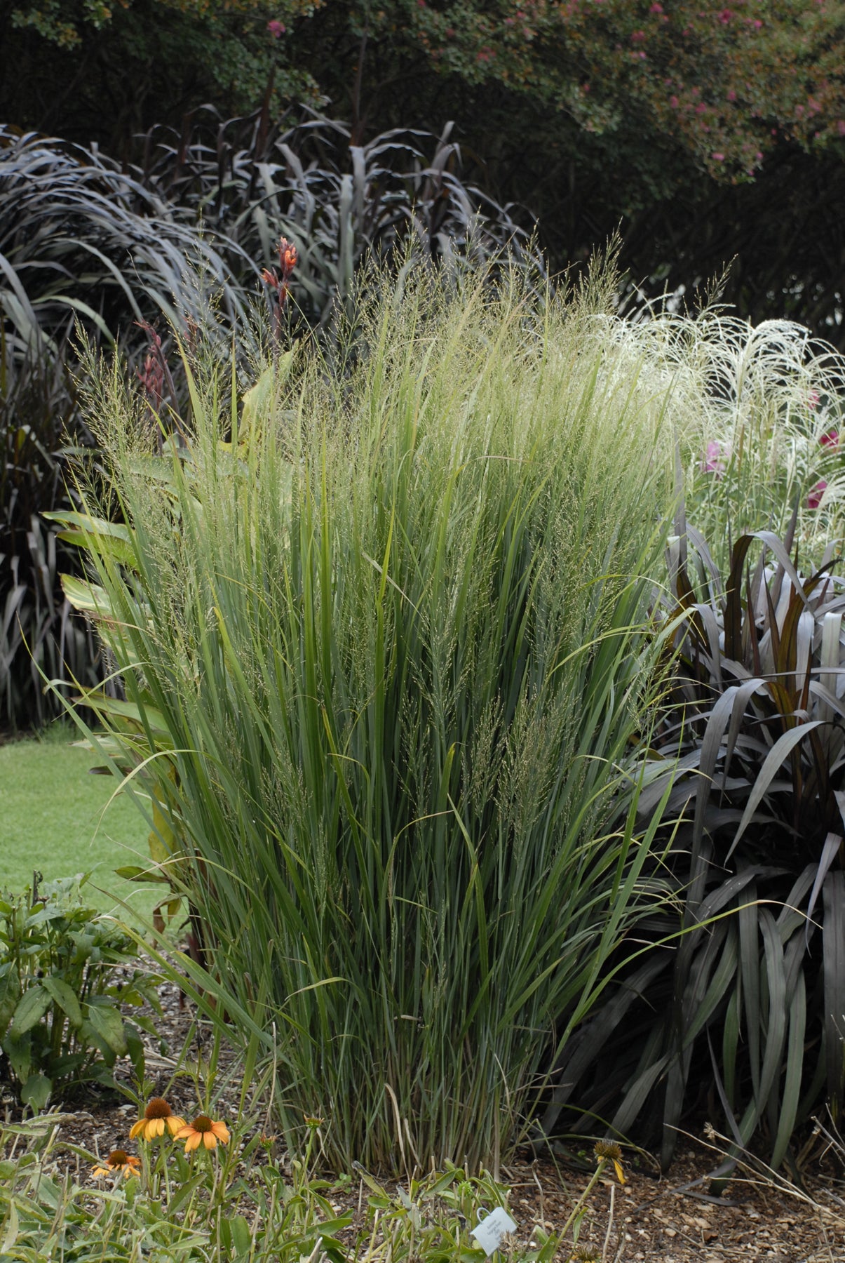 Panicum 'Northwind' adult size and in the landscape ©Ball Seed
