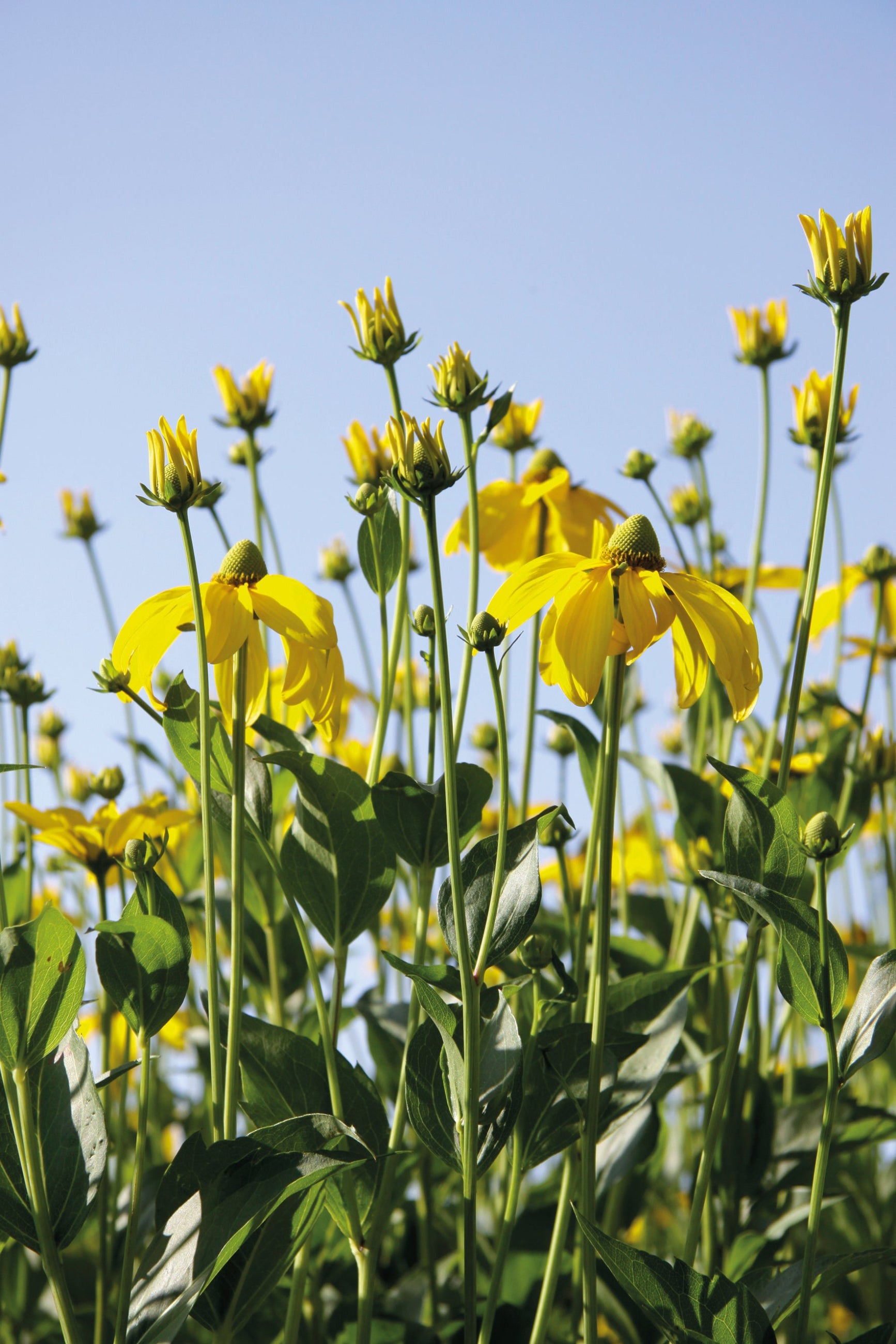 the yellow flowers of Rudbeckia 'Herbstonne' in a field with the blue sky in the background ©Ball Seed