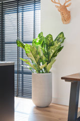 Pottery Pots Cody High Pot in Light Grey with horizontal Ridges with a variegated leaved plant inside it sitting in a room with wood floors and next to a window with black slat blinds.