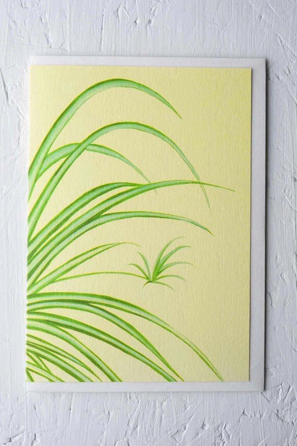 Spider Plant card by Stengun Drawings showing the spider plant leaves on yellow