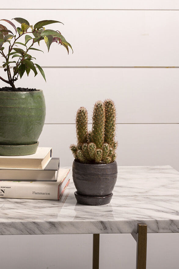 Potted plants on a marble table with a white wooden background ©Sprout Home