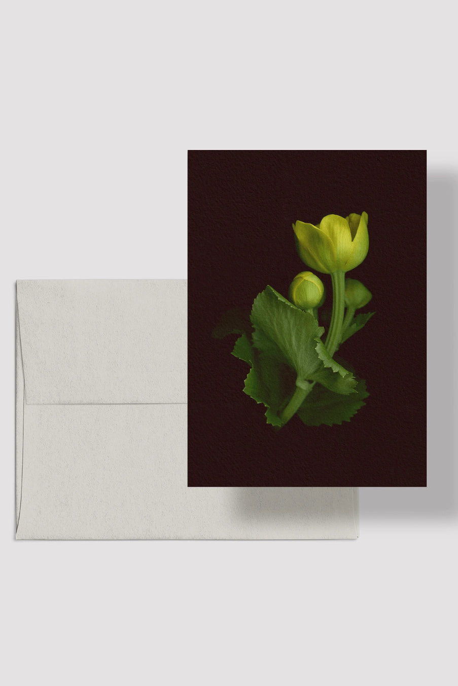 Marsh Marigold reeting card with a yellow flower on a dark background and a matching envelope.  ©Raoul & Simone