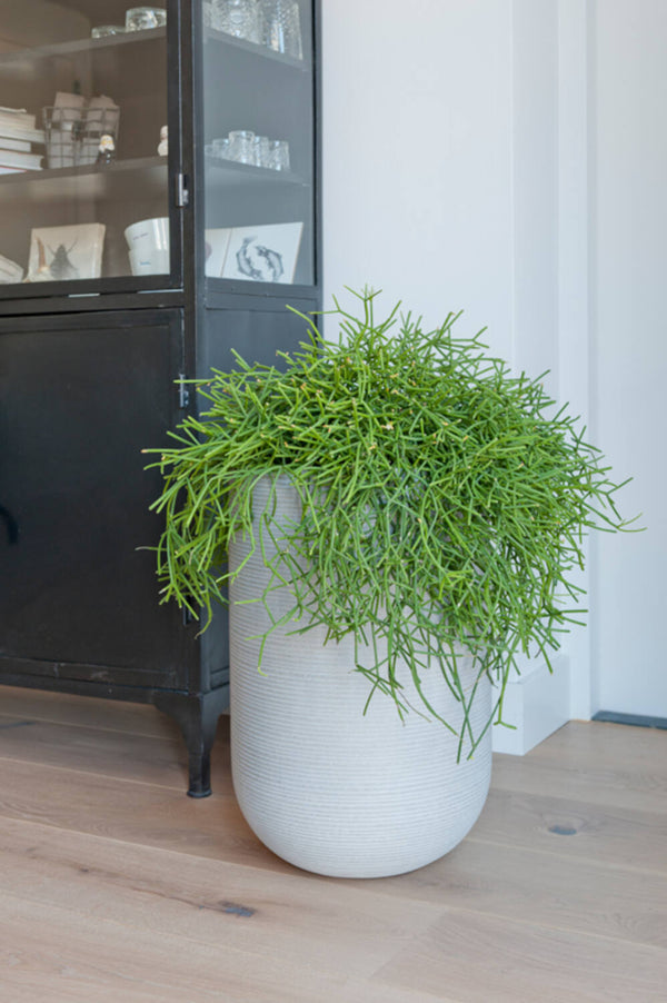 Pottery Pots Cody High Light Grey Pot with Horizontal Ridges with a Rhipsalis plant inside and sitting next to a black display cabinet.