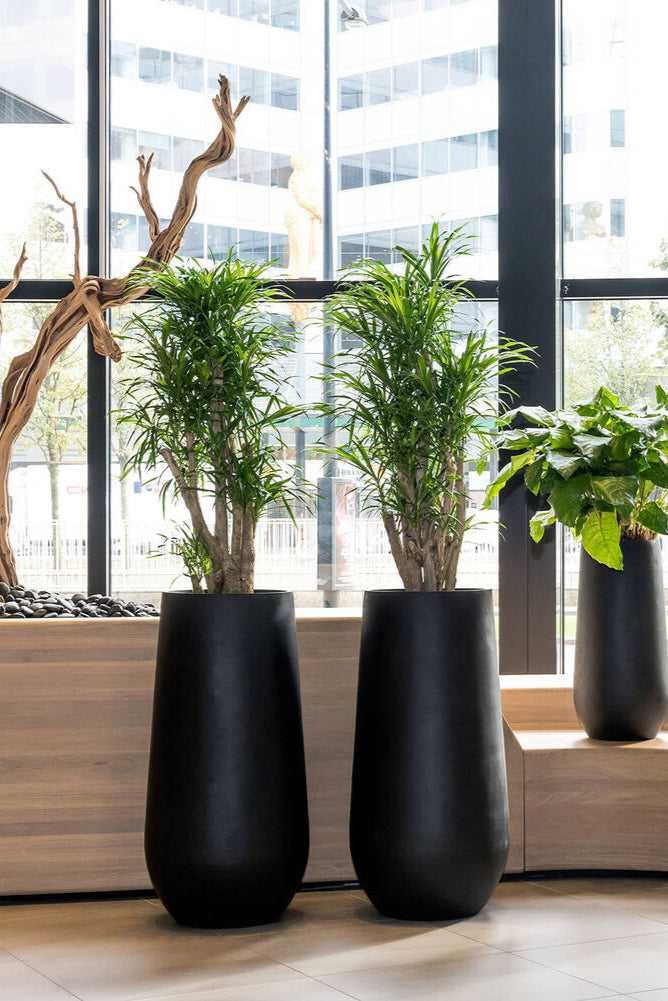 Two black Nax pots with dracaena plants on a light wood floor in a bright office room.  ©Pottery Pots