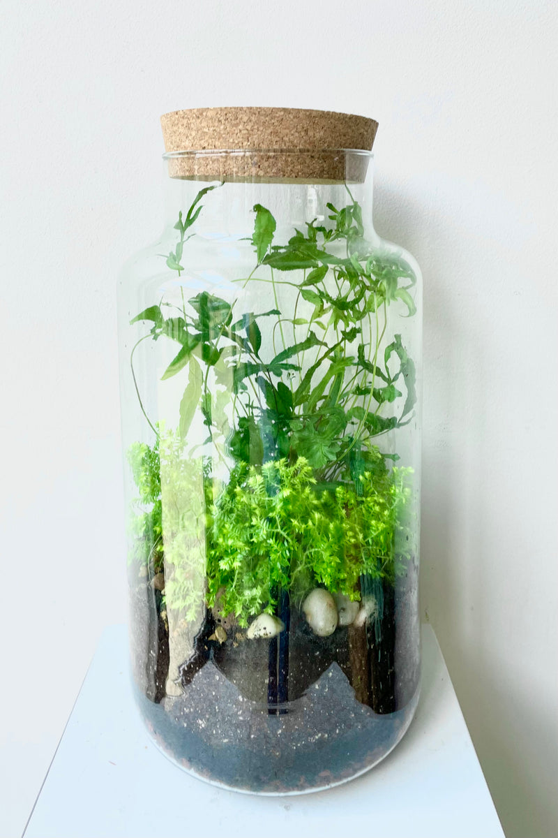 Chela large planted terrarium by Sprout Home 