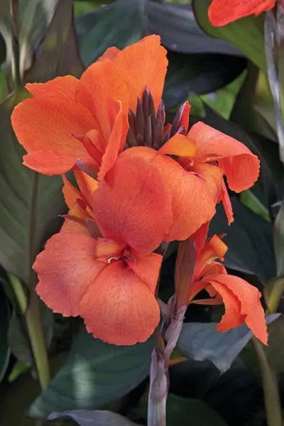 Canna 'Cassanova Bronze Orange' flower up close ©Clesen Wholesale
