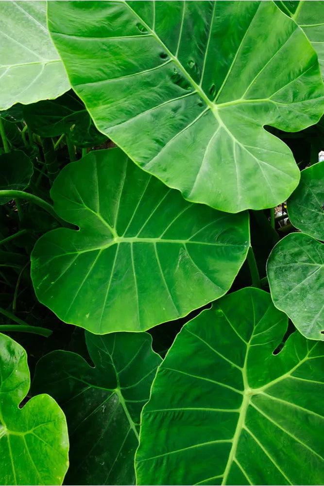 Alocasia 'Portodora Green' leaves up close ©Clesen Wholesale