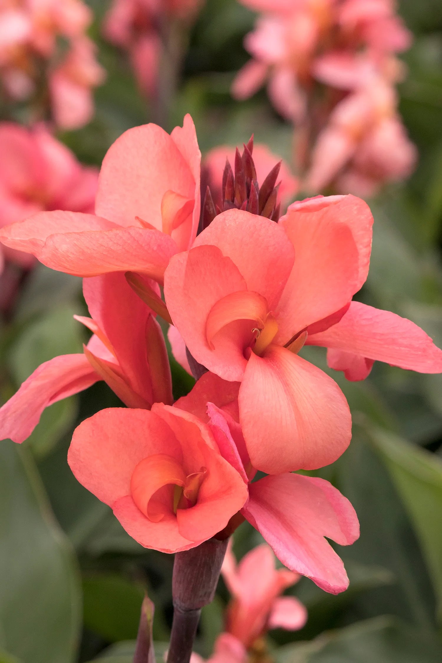 Canna 'Canova Mango' flower up close ©Clesen Wholesale