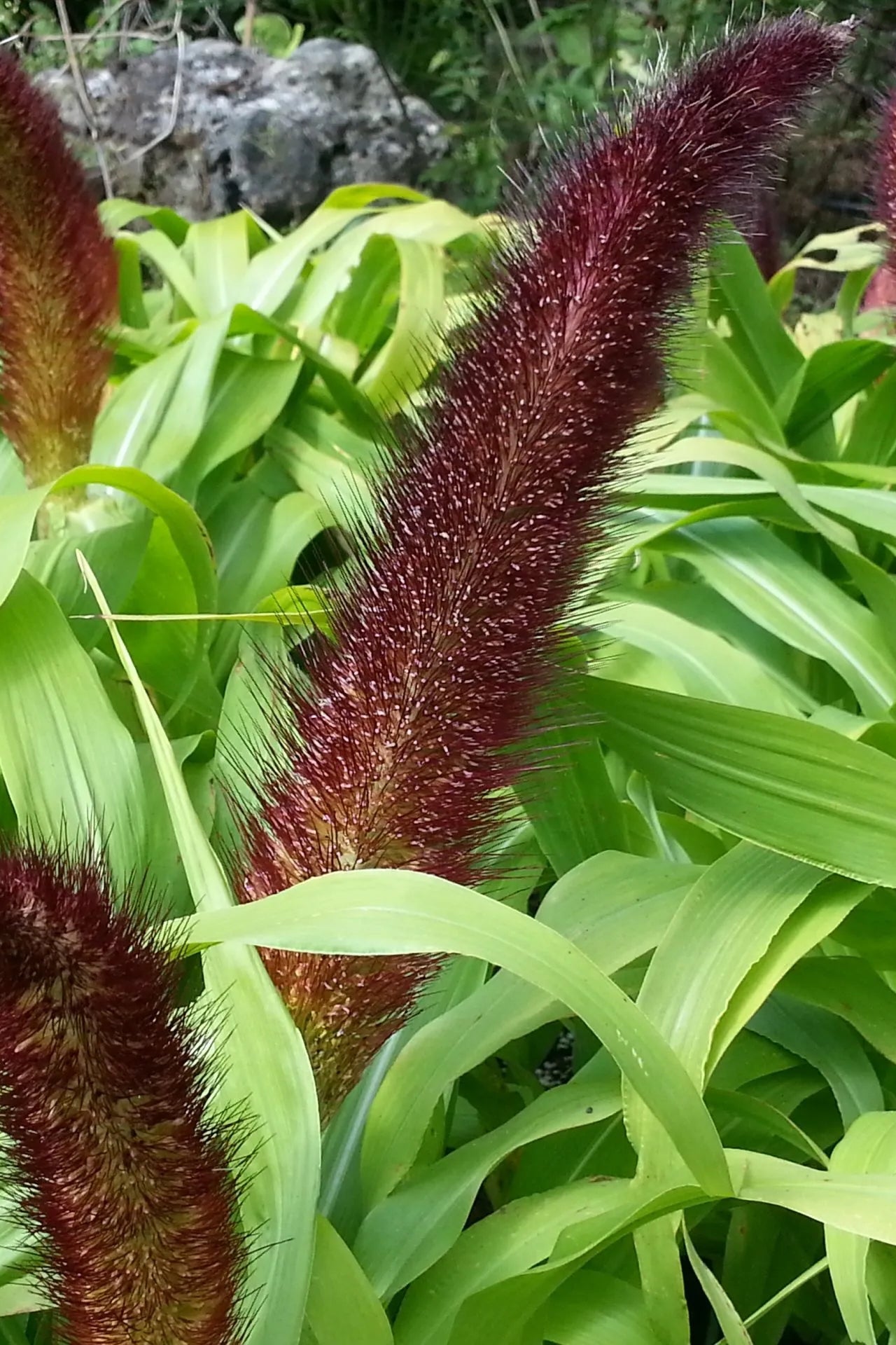 Pennisetum 'Jade Princess'  blooming close up and planted in mass ©Clesen Wholesale