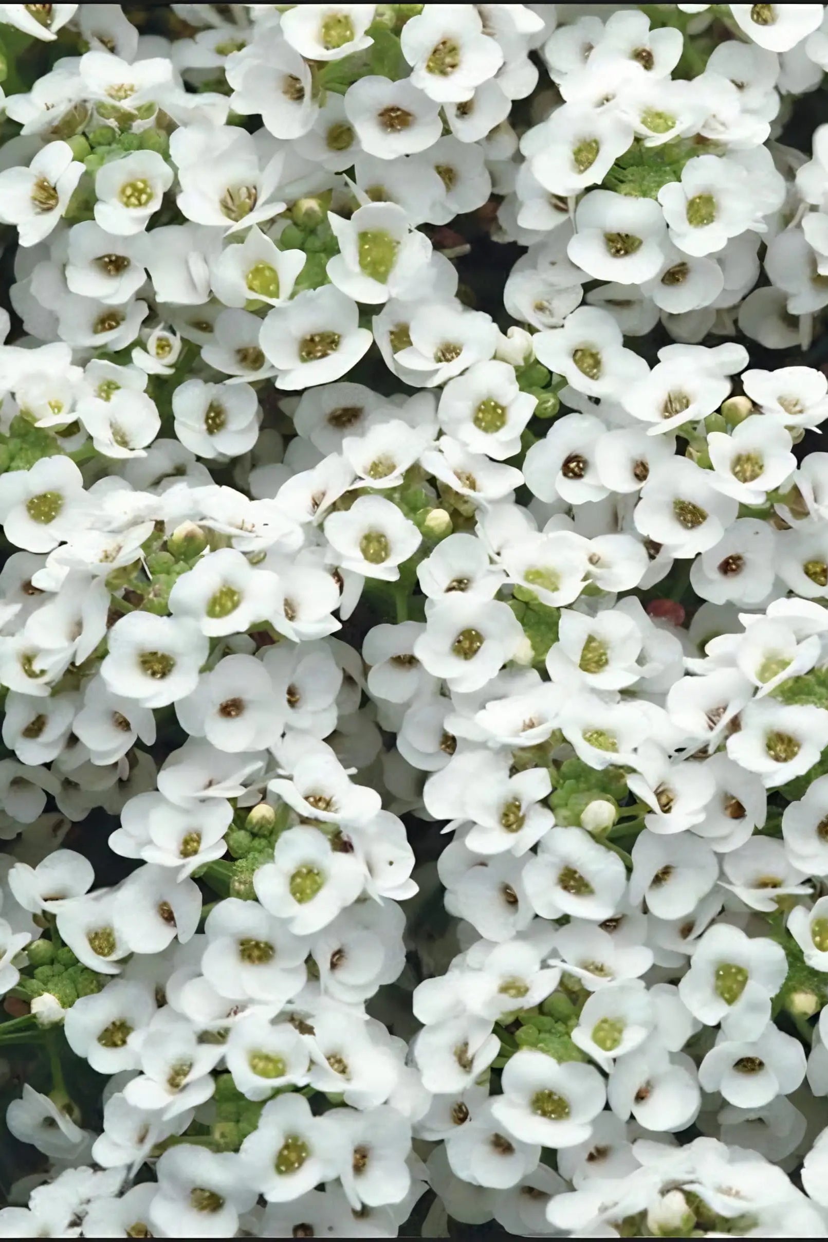Allyum 'Clear Crystal White' up close in bloom in May ©Clesen Wholesale
