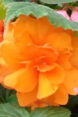 Begonia 'Non Stop Deep Orange' up close ©Clesen Wholesale