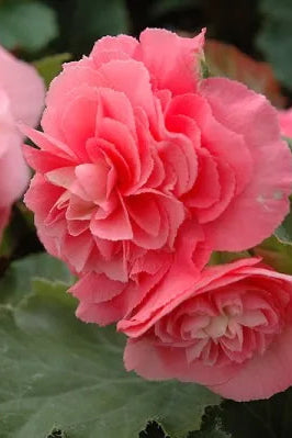 Begonia 'Non Stop Deep Pink up close ©Clesen Wholesale