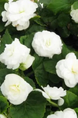 Begonia 'Non Stop White' up close ©Clesen Wholesale
