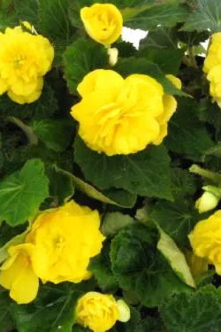 Begonia 'Non Stop Yellow' up close ©Clesen Wholesale