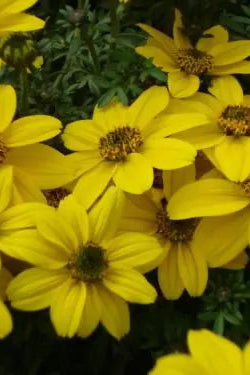 a close up picture of the flowers on Bidens 'Sun Drop' ©Clesen Wholesale
