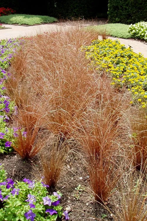 Carex 'Red Rooster' planted in mass in a garden ©Clesen Wholesale