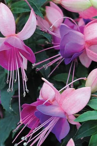Fuchsia 'Bella Mariska' flowers in bloom up close ©Clesen Wholesale