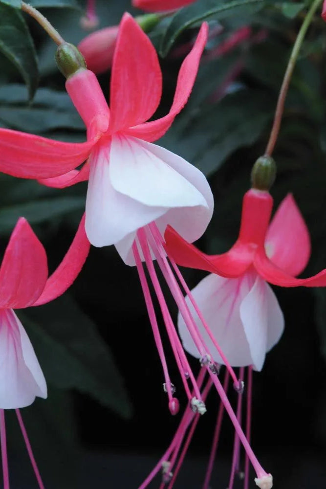 Fuchsia 'Bella Evita' flowers in bloom up close ©Clesen Wholesale