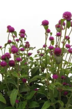 Gomphrena 'Gnome Purple' in mass and blooming ©Clesen Wholesale