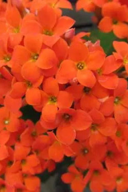 Kalanchoe Orange flowers up close ©Clesen Wholesale