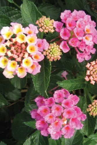 Lantana 'Bandana Pink' flowers in bloom up close ©Clesen Wholesale