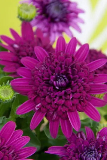 Osteospermum '4D Purple' flowers up close ©Clesen Wholesale
