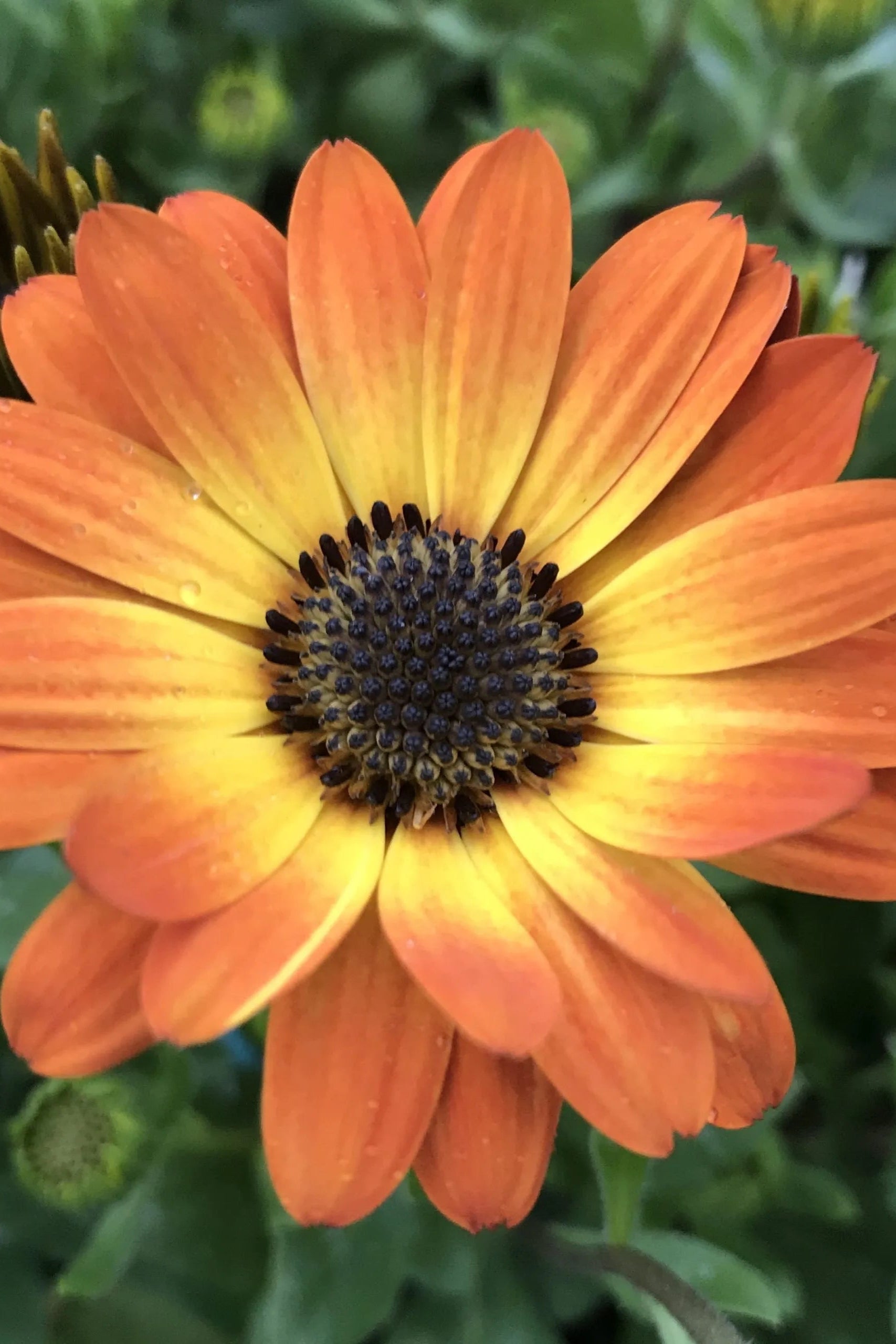 Osteospermum 'Margarita Orange Flare' flowers up close ©Clesen Wholesale