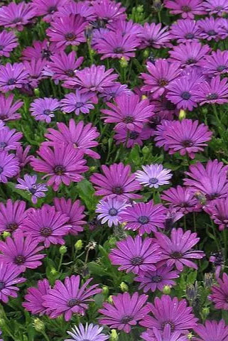 Osteospermum 'Margarita Purple' flowers up close ©Clesen Wholesale