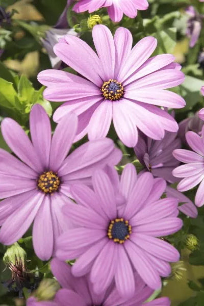 Osteospermum 'Margarita Lilac' flowers up close ©Clesen Wholesale