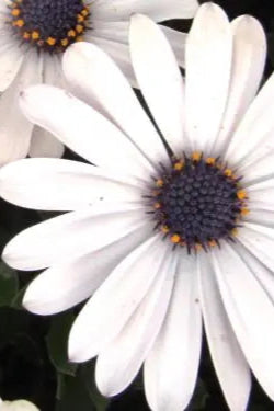 Osteospermum 'Margarita White' flowers up close ©Clesen Wholesale