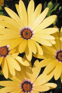 Osteospermum 'Margarita Yellow' flowers up close ©Clesen Wholesale