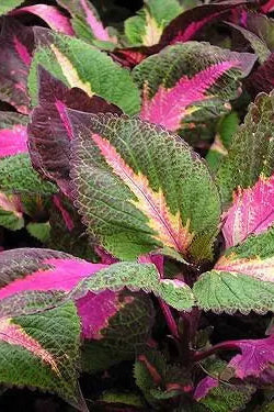 Perilla 'Magila Purple' leaves up close ©Clesen Wholesale