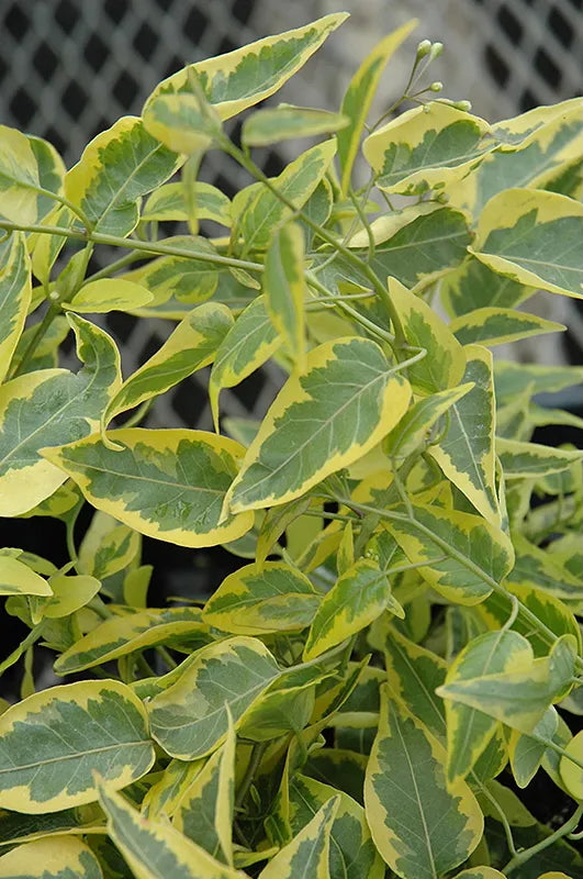 Solanm "Brazilian Jasmine" variegated leaves up close ©Clesen Wholesale