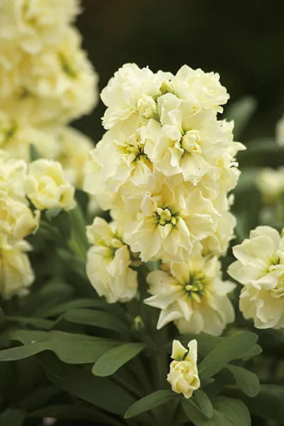 Stock 'Harmony Cream Yellow' in bloom and up close ©Clesen Wholesale