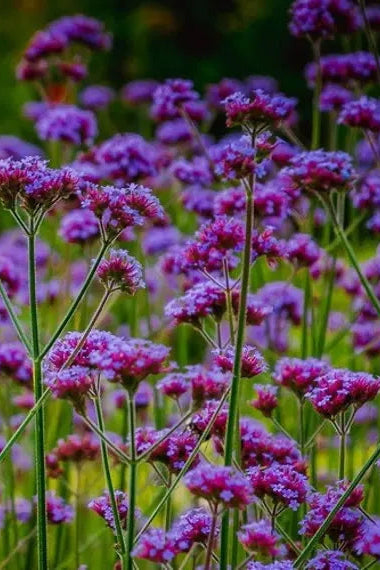 Verbena bonariensis planted in mass and blooming ©Clesen Wholesale