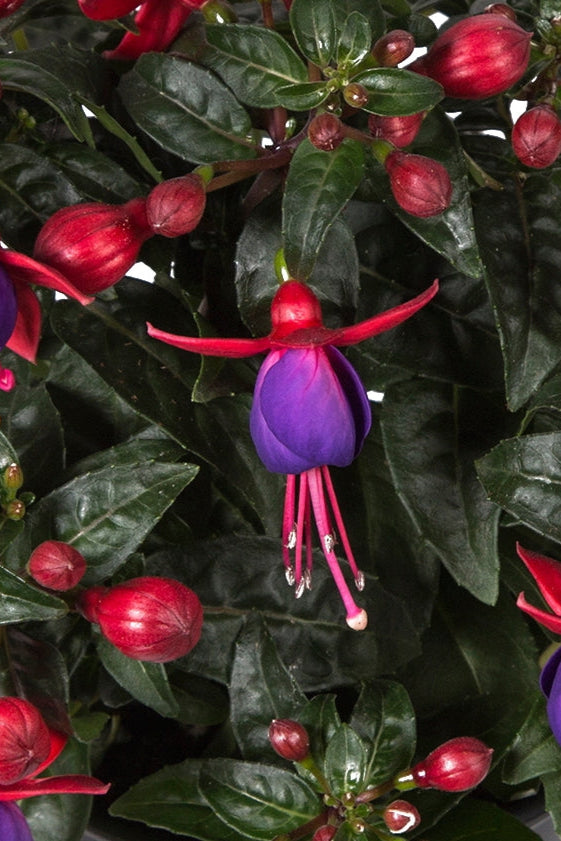 Fuchsia 'Bella Vera' flowers in bloom up close ©Clesen Wholesale