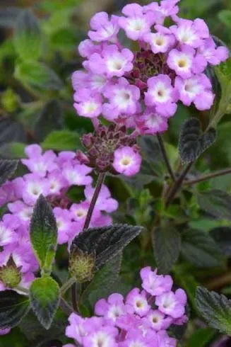 Lantana 'Purple Falls' flowers in bloom up close ©Clesen Wholesale