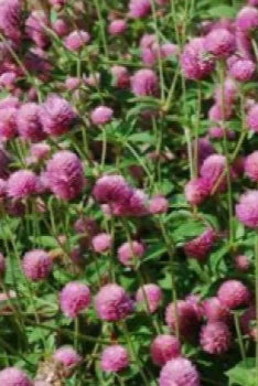 Gomphrena 'Las Vegas Pink' in mass and blooming ©Clesen Wholesale