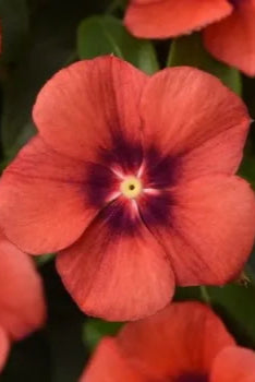 Vinca 'Tattoo Tangerine' up close and in bloom ©Clesen Wholesale