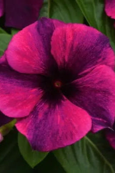 Vinca 'Tattoo Black Cherry' up close and in bloom ©Clesen Wholesale