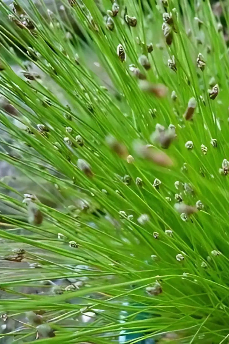Isoleps cernua "Fiber Optic Grass" up close ©Clesen Wholesale
